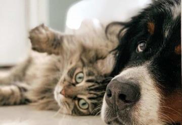 Vecinos del fraccionamiento La Gloria en Curahueso ponen en marcha campaña de esterilización canina y felina