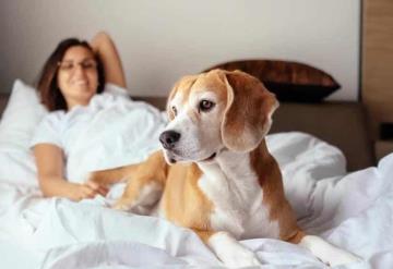 Expertos explican los riesgos de compartir cama y dormir con mascotas