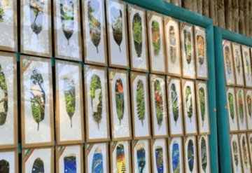 Arte plumario, el arte de pintar plumas de aves en el parque ecológico Xcaret