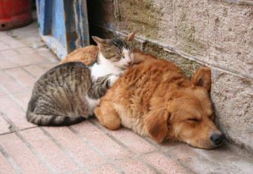 Hallan a más de 60 perros y gatos abandonados en predio de Chimalhuacán