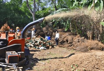 Reciclan mil catorce pinos navideños para composta