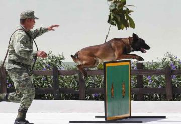 Sedena dará en adopción a perros jubilados