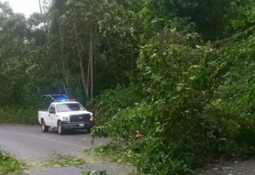 Retiran árboles de carretera Tacotalpa-Tapijulapa