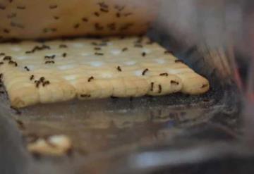 Truco casero con vinagre para eliminar hormigas de la cocina