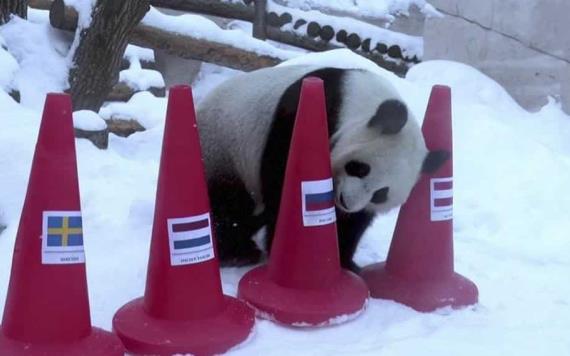 Pandas predicen quién liderará el medallero de los Juegos Olímpicos de Beijing 2022