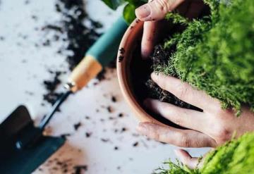 Herramientas que debes tener para cuidar bien de tus plantas