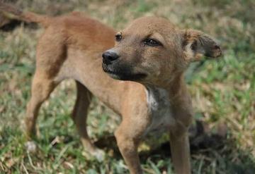 Mujer se disculpa con su perro por no poder darle una vida de lujos