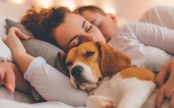 Enfermedades que podrías contraer por dormir con tu mascota
