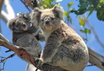 Australia declara al Koala en peligro de extinción