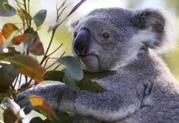 Koalas en peligro de extinción, de acuerdo con autoridades australianas