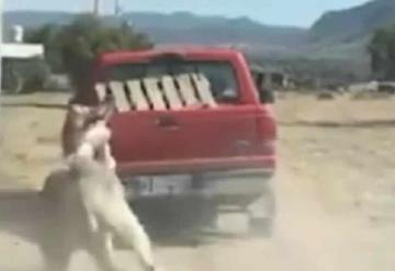 Conductor amarra a un burro a una camioneta y lo arrastra; El hecho fue viralizado en redes sociales, por lo que las autoridades investigarán al responsable