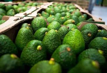 EU suspende envíos de aguacate de Michoacán por amenazas recibidas en Uruapan