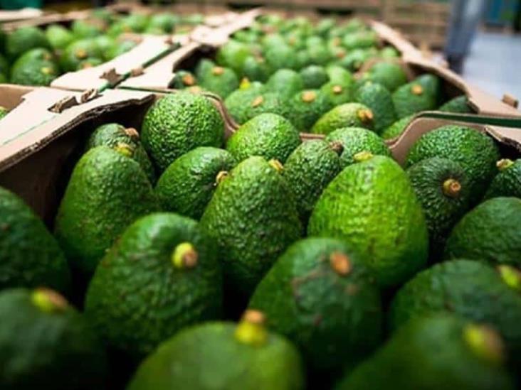 La Capital  Suspende EU Envios De Aguacate De Michoacan