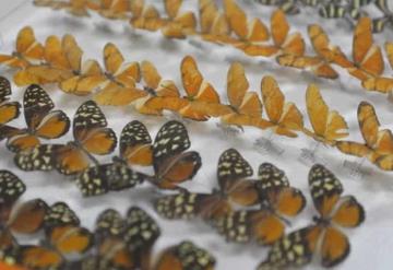 23 mil 338 especies de insectos forman parte de la colección de la UJAT