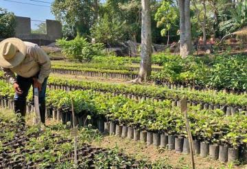 Vivero El Dorado, una esperanza ante la deforestación en Tabasco