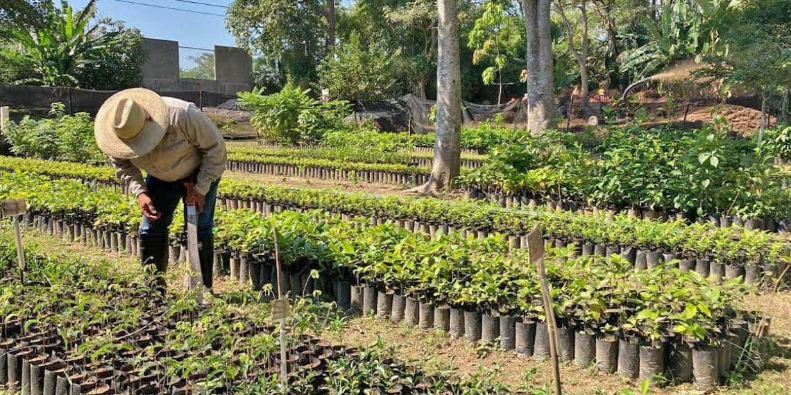 Vivero El Dorado, una esperanza ante la deforestación en Tabasco