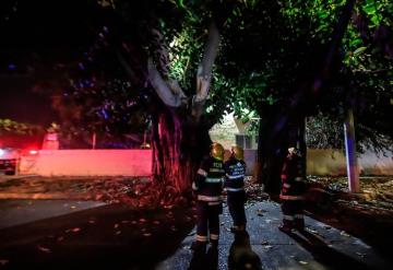 Indigente muere electrocutado, dormía en la copa de un árbol