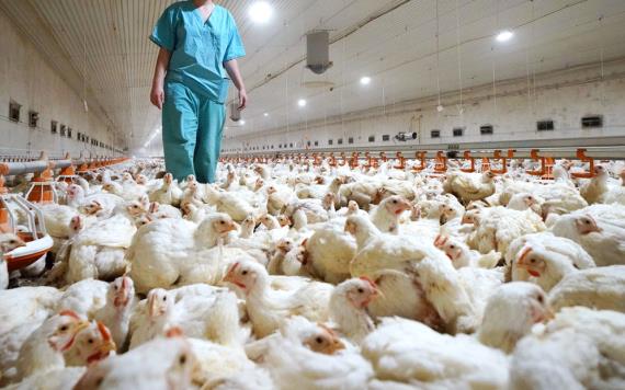 Detectan en Estados Unidos casos de gripe aviar ‘altamente patógena’