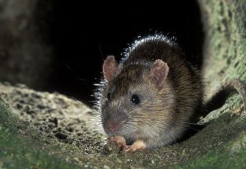 Alerta en Reino Unido por ratas gigantes que salen por los inodoros