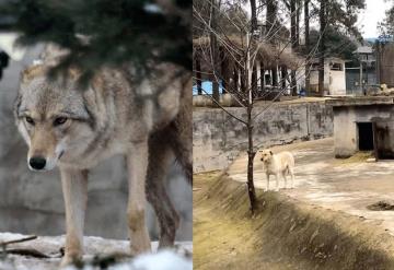 Zoológico sustituye a un lobo con un perrito común; recibe críticas