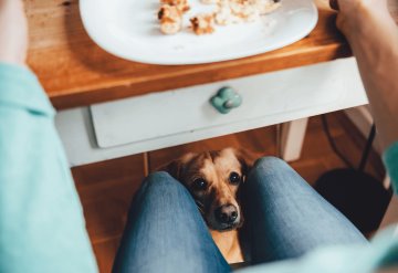 Trucos para que tu perro no pida comida en la mesa 