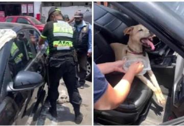 Perrita es rescatada tras ser abandonada en auto bajo el sol