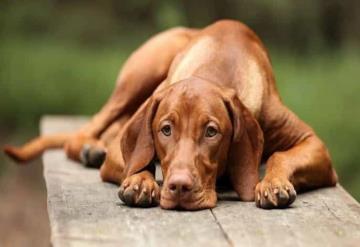 De esta forma los perros muestran duelo por la muerte de un compañero