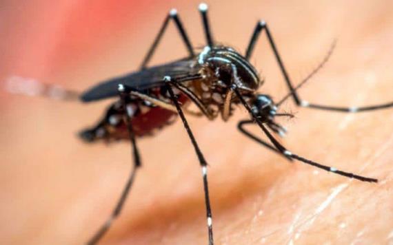 Hoy iniciarán fumigación contra el dengue en la cabecera municipal de Paraíso