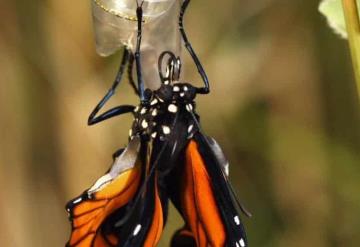 Un neozelandés graba metamorfosis de la mariposa monarca