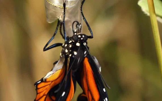 Un neozelandés graba metamorfosis de la mariposa monarca