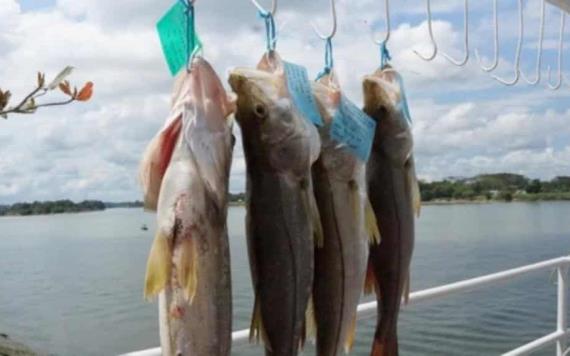 Se llevará a cabo el XXII Torneo Internacional de la pesca deportiva de robalo en Emiliano Zapata