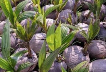 Enfermedades, plagas, abandono y vejez de las plantas provocan pérdida de producción de coco