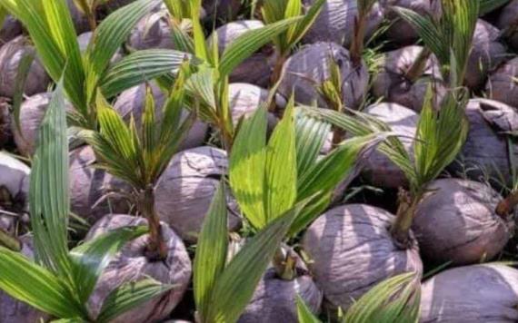 Enfermedades, plagas, abandono y vejez de las plantas provocan pérdida de producción de coco