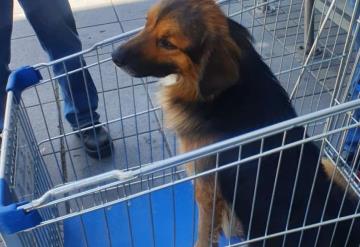 Dueños abandonan a su perro en un carrito en un centro comercial en Colombia