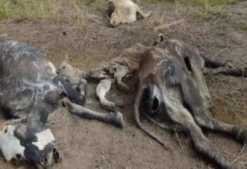 Prevén sequía azote campo jonuteco y cause estragos en el sector ganadero