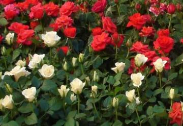 Trucos para cultivar las rosas más bonitas y llenar tu jardín de color