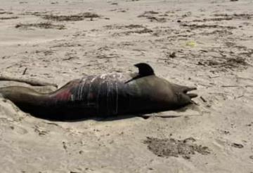 Bañistas encuentran delfín muerto en playas de Paraíso