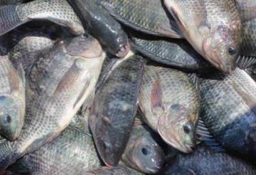 Escaso y caro el pescado durante primeros días de la Cuaresma en Jonuta