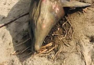 Sepultan a delfín que encontraron muerto en las playas de Paraíso