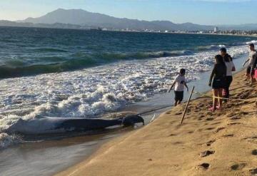 Encuentran ballenato muerto en Playa de Colima; es el tercero en 5 meses