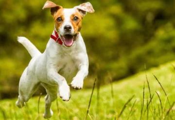 Cosas que tu perro intenta decirte con el movimiento de su cola