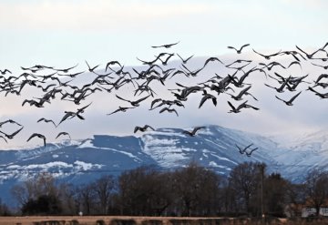 Encuentran al menos 50 gansos sin vida en un campo de Chihuahua