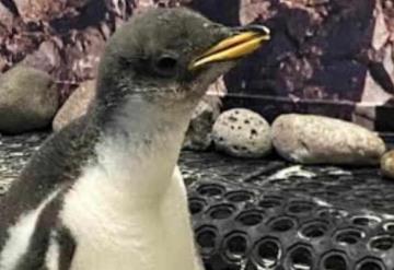 Zoológico de Guadalajara anuncia nacimiento de dos pingüinos en sus instalaciones