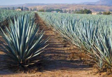 Guadalajara celebrará el Día Nacional del Tequila y la Mujer