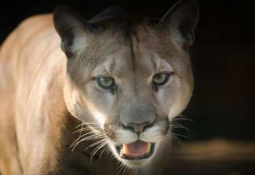 Puma se mete al patio de una casa y devora a las gallinas del lugar