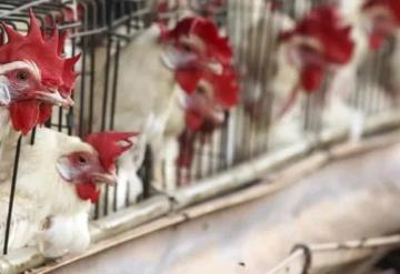 Ante alerta de Gripe aviar podrían sacrificar a más de 5 millones de gallinas en EU