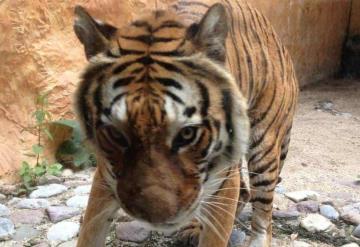 Capturan a un tigre en Querétaro que atacó animales de granja