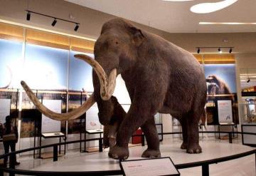 Sorprende Museo del Mamut tras inauguración del AIFA