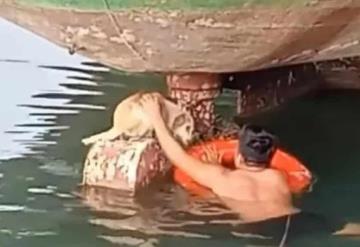 Perrito es rescatado por un marinero tras ser abandonado debajo de un bote