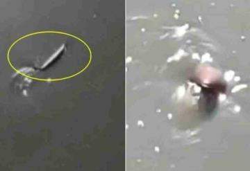 Video: Encuentran extraño animal nadando en canal de aguas negras en el Edomex